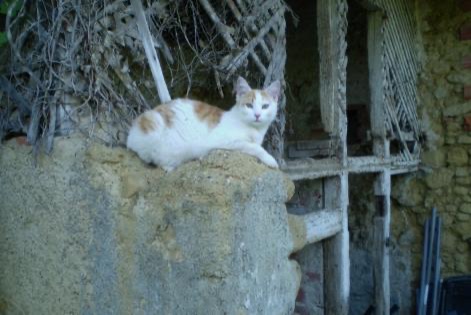 Disappearance alert Cat Male , 9 years Marciac France