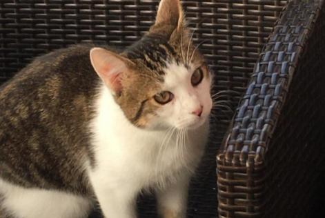 chat sexe gers